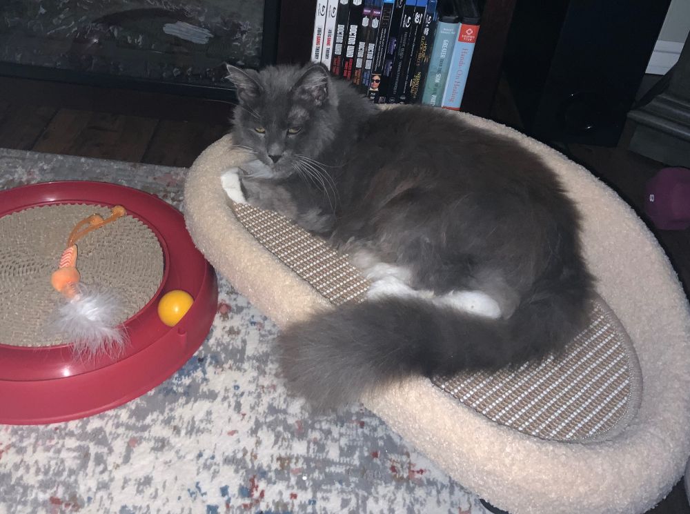 Small grey and white kitty is reclining on a cat-sized oval couch. The couch has beige carpeted sides and back, and the seat is patterned loop carpet - perfect for scratching. There is a round red plastic scratch toy next to the couch. It has an embedded ball for chasing around a track and cardboard scratching surface in the centre. An orange and white feathered toy is on top of the ball track. 
