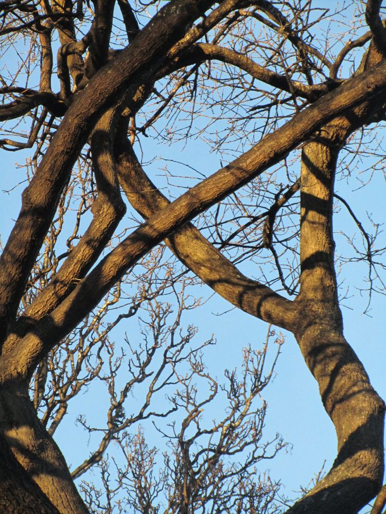 Two trees cross a branch each toward each other, so it appears to mark an "x" between them. The skinny trunks, bifurcating into two (or three) branches, are softly dappled with shadows of twigs against the soft golden light of sunset on bark.