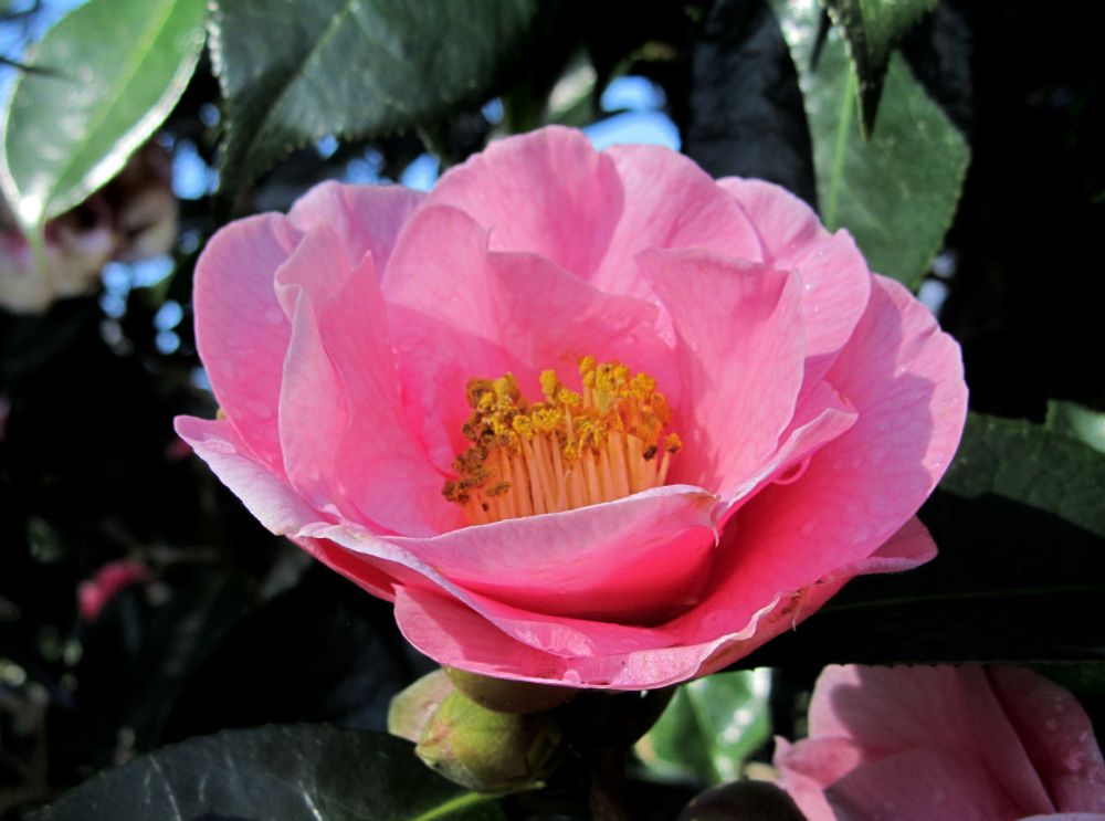 A close up photograph of a flower with pink petals in full bloom.