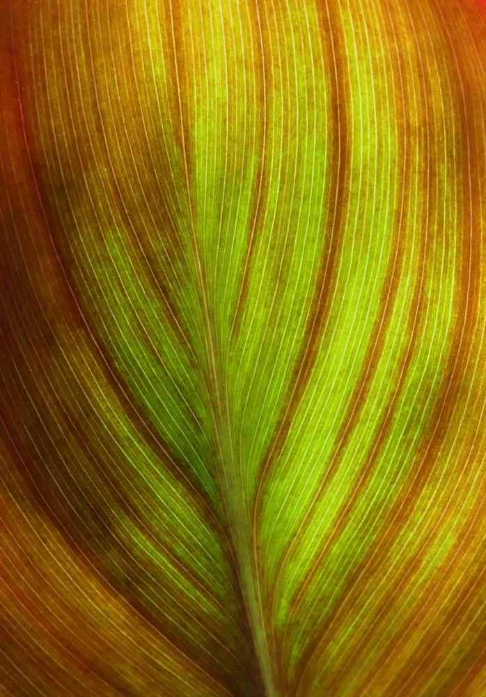 A close up photo of the back of a leaf, showing green and orange-brown fanning away from the green central stem.