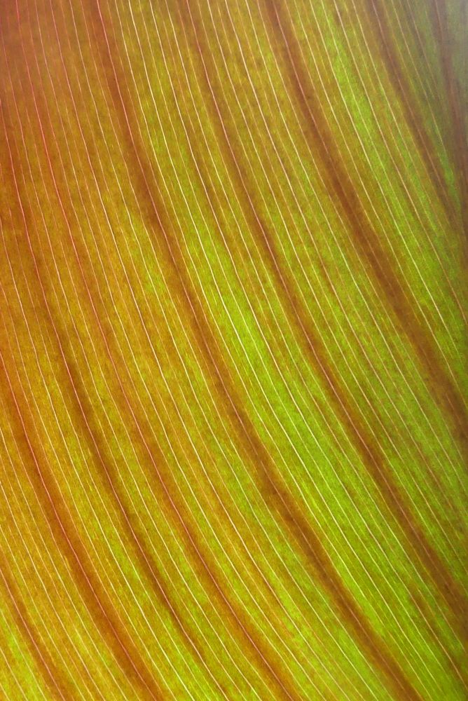 Extreme close up of the back of a leaf, showing slim arcs of brown divided by thicker bands of green-brown. It reminds me, the photographer, of some of the old Voyager close-up photos of Saturn's rings.