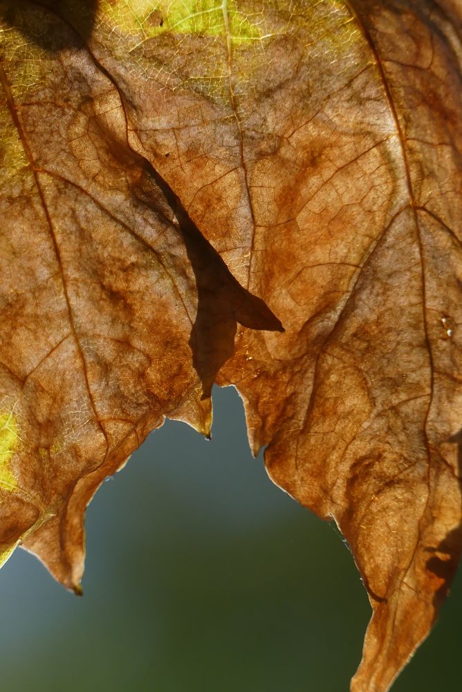 Close up of a couple of overlapping brown leaves, hinting at the season of autumn. The veins of the leaves are clearly visible, made stark by the sunlight brushing up behind the leaves. The background is heavily blurred, only a smudge of green and blue. 