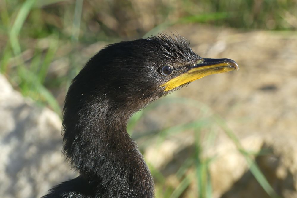 A close up photo of a bird's black head and long neck; it has a bright yellow bill. The background, blurred out of focus, shows rocks and strands of long grasses.