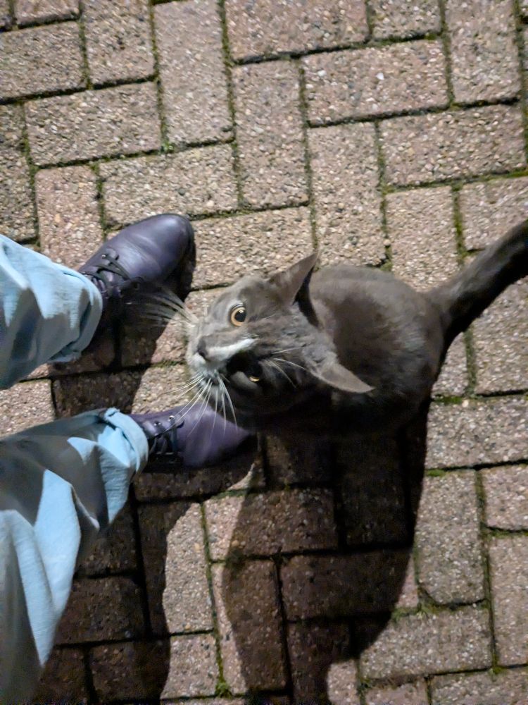 Een grijze kater met een beetje wit op zijn neus en kin kijkt omhoog. 