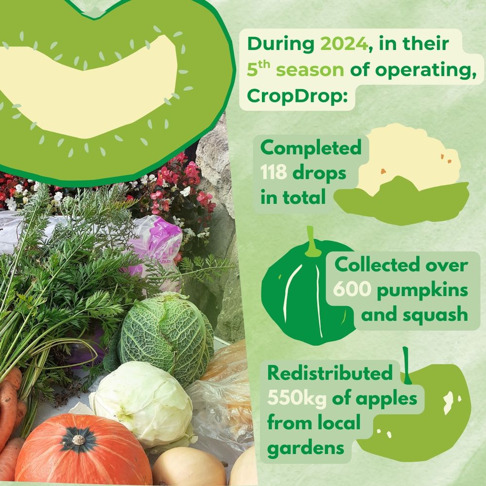 Assortment of vegetables on a table, including carrots with tops, cabbages, pumpkins, squashes, and flowers in the background. Overlaid text reads: “During 2024, in their 5th season of operating, CropDrop: Completed 118 drops in total; Collected over 600 pumpkins and squash; Redistributed 550kg of apples from local gardens.” Each statistic is accompanied by a stylised vegetable illustration: cauliflower for drops, green pumpkin for collected pumpkins, and green apple for redistributed apples. Large illustrated kiwi slice at the top.