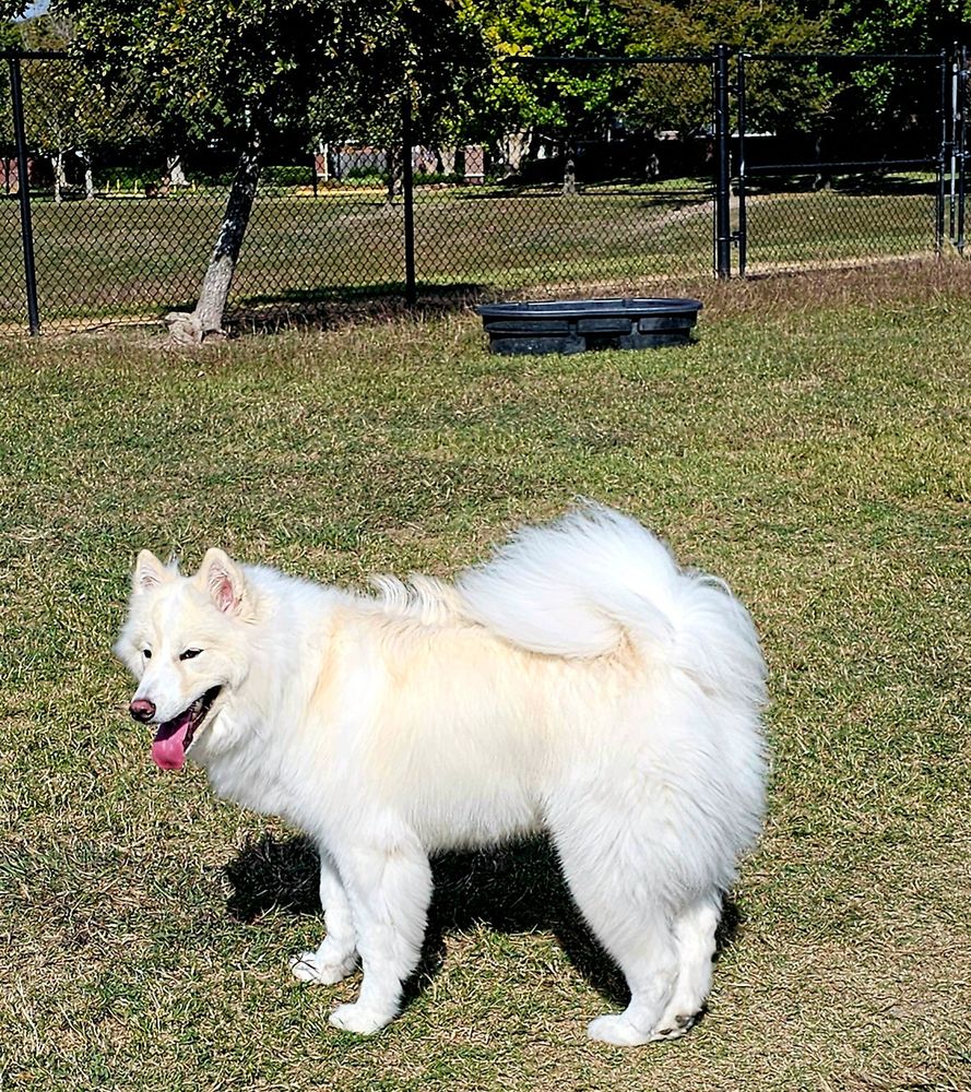 An ultra floofy ball of hair on legs, aka a well-groomed white husky on legs, stands at the dog park, her tongue out. It's a splash of bright pink against the green of the grass and the white of her fur 