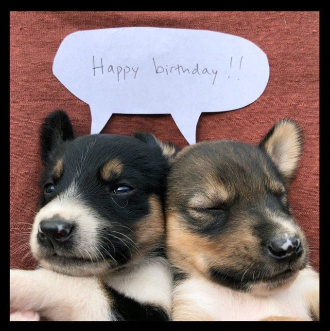 Two Bravermountain puppies next to each other with a speech bubble above them that says “Happy birthday!!”