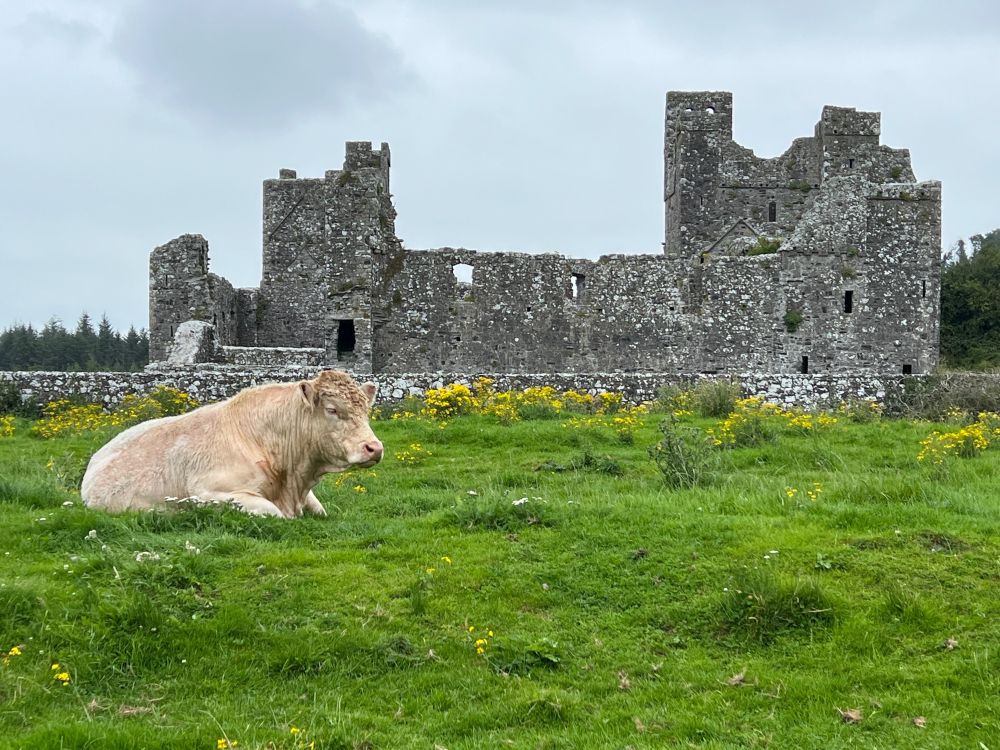A very light brown cow sits in a bright green field with some yellow wildflowers. Behind the cow are the ruins of a Benedictine Priory, part of Fore Abbey, in County Westmeath, Ireland. It was built in the 13th century.  
