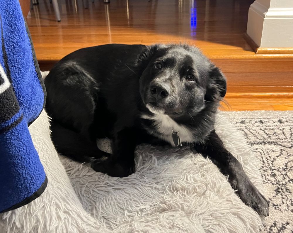 Black collie mix with white blaze lying in a dog bed looking appealingly toward the camera.