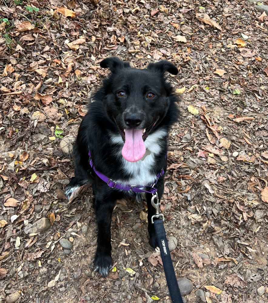 Black collie mix with white blaze sits on a ground covered in dirt, rocks, and dead leaves. She has a huge grin on her cute face.