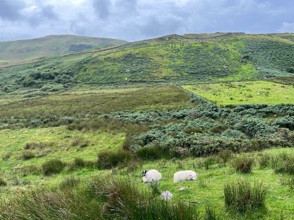 Two sheep sit in a field eating greenery in front of very green hills. 