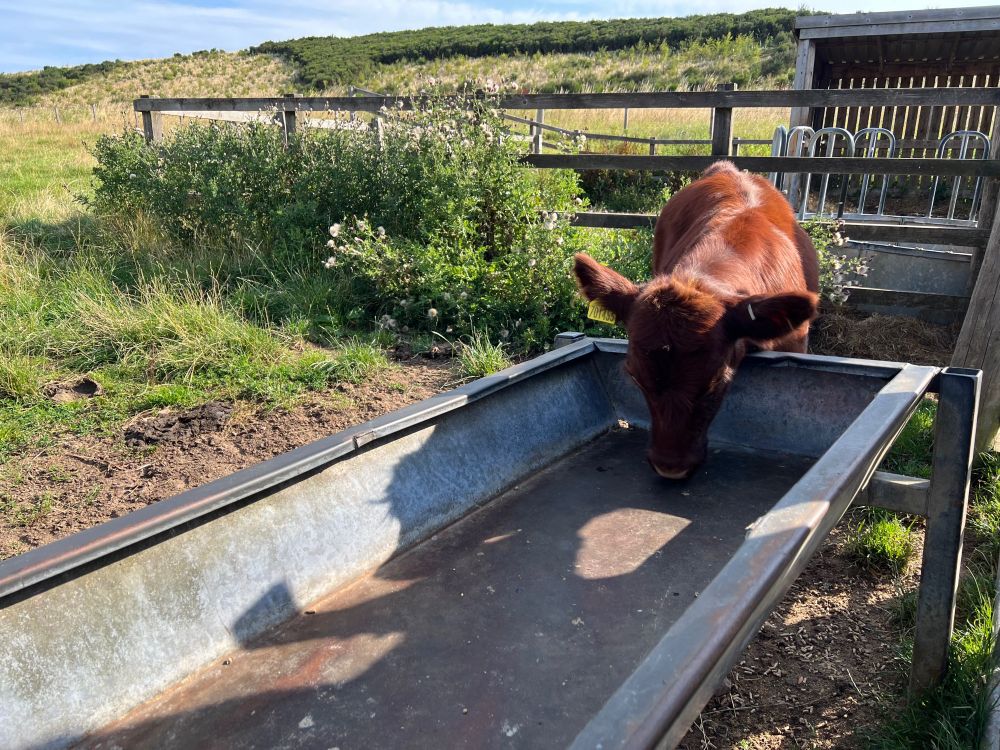 A dark brown, older highland calf noses at a trough. 