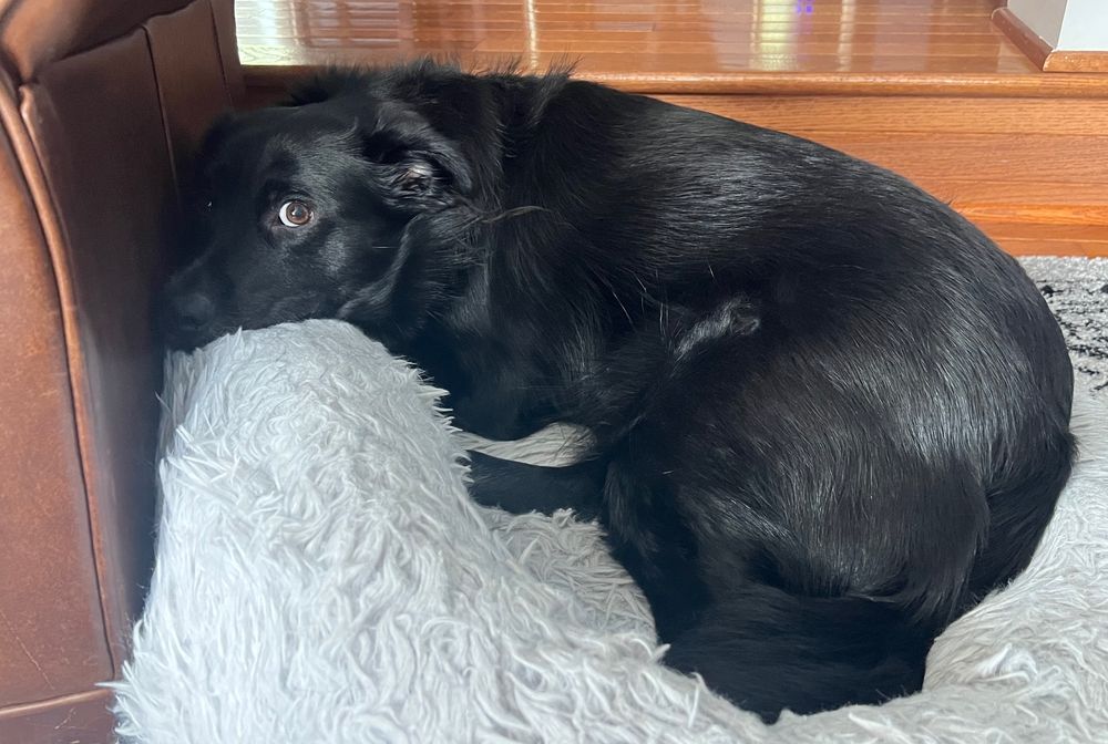Black collie mix lies in a light gray fluffy bed looking beseechingly at the camera. 