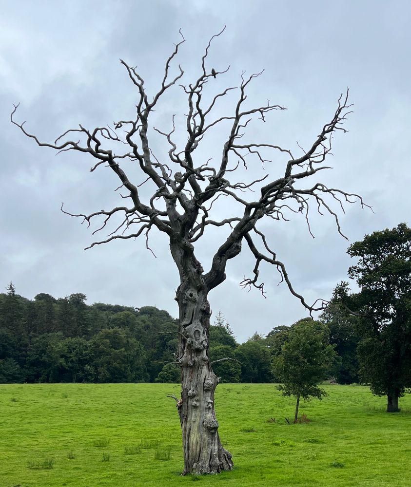 A dead, leafless tree stands in a very green field on a damp, cloudy day in Westport, Ireland. There is a crow in one of its bare branches. 