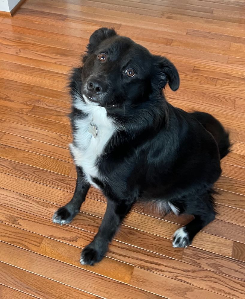 Black collie mix with white blaze sits on hardwood, looking proud, hopeful, and excited.
