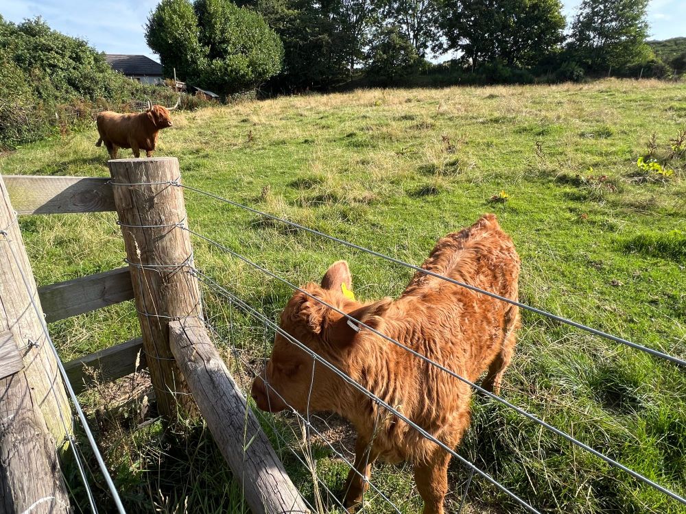A small highland calf, honey-colored, noses at a fence. A full grown cow is in the background. 