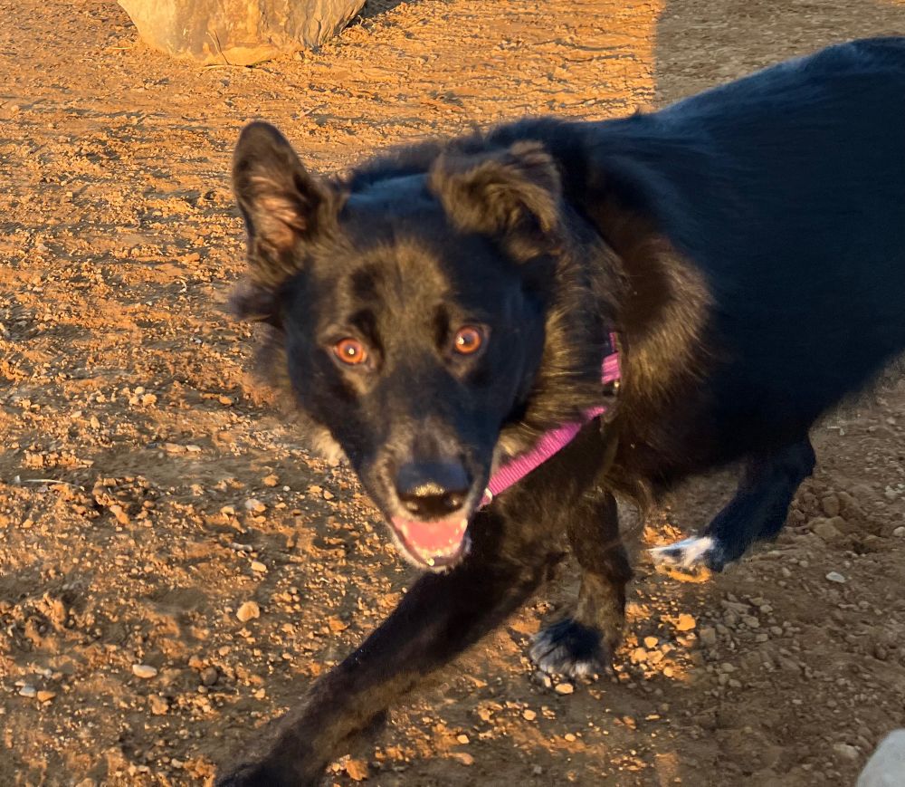 Happy black collie mix.