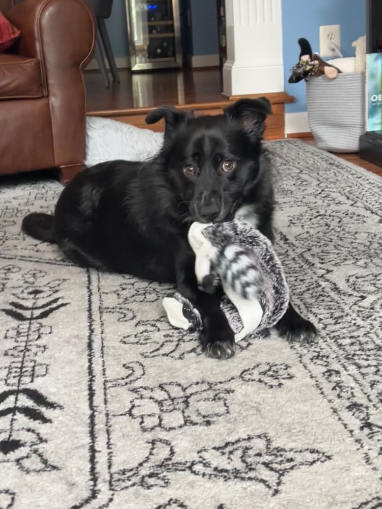 Black collie mix lies on a gray carpet with a raccoon toy hanging from her mouth. Her front right paw is also holding the toy. She is looking directly at the camera and her ears are perky. 