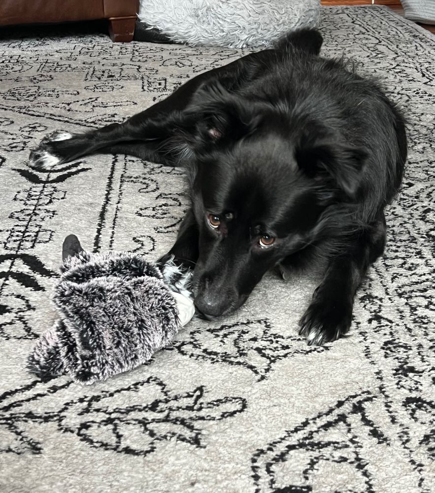 Black collie mix lies on gray carpet with her chin on the ground. Her raccoon toy is kind of dangling from her mouth and she is looking up at the camera, ready to play some more. 