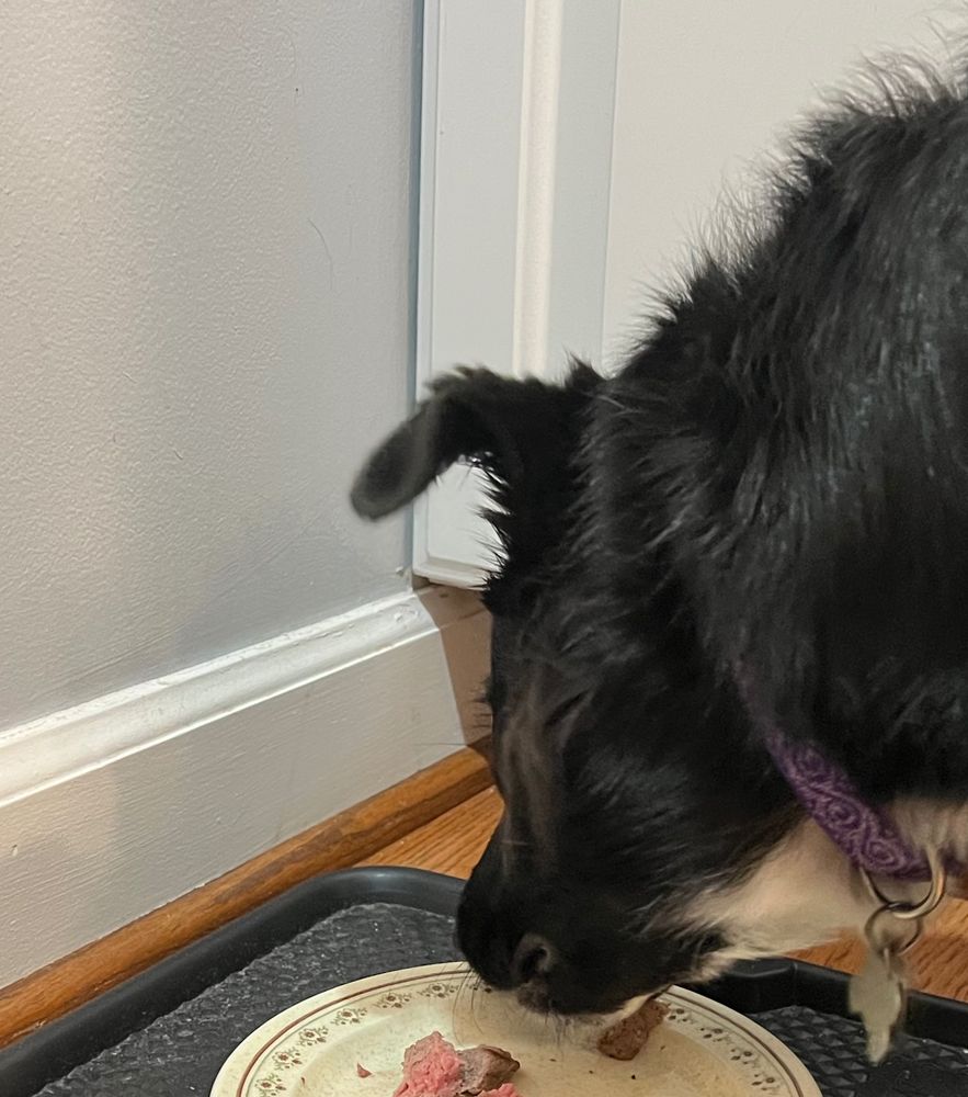 Black clllie mix eats steak. 