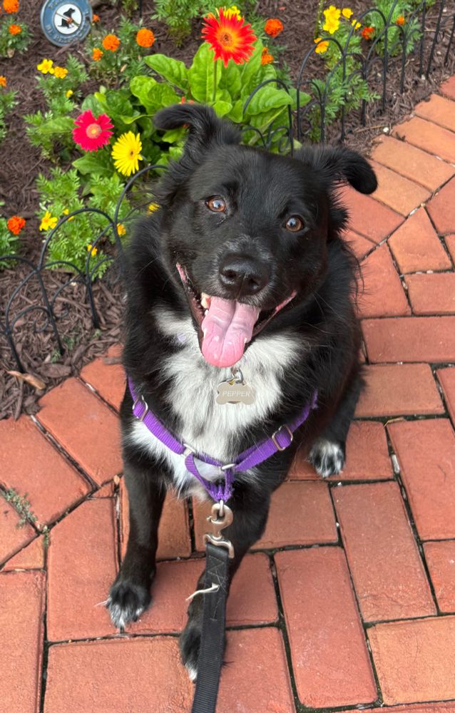 Black collie mix with white blaze grins widely sitting on a brick sidewalk. There are a couple bright yellow, orange, and pink flowers behind her. 