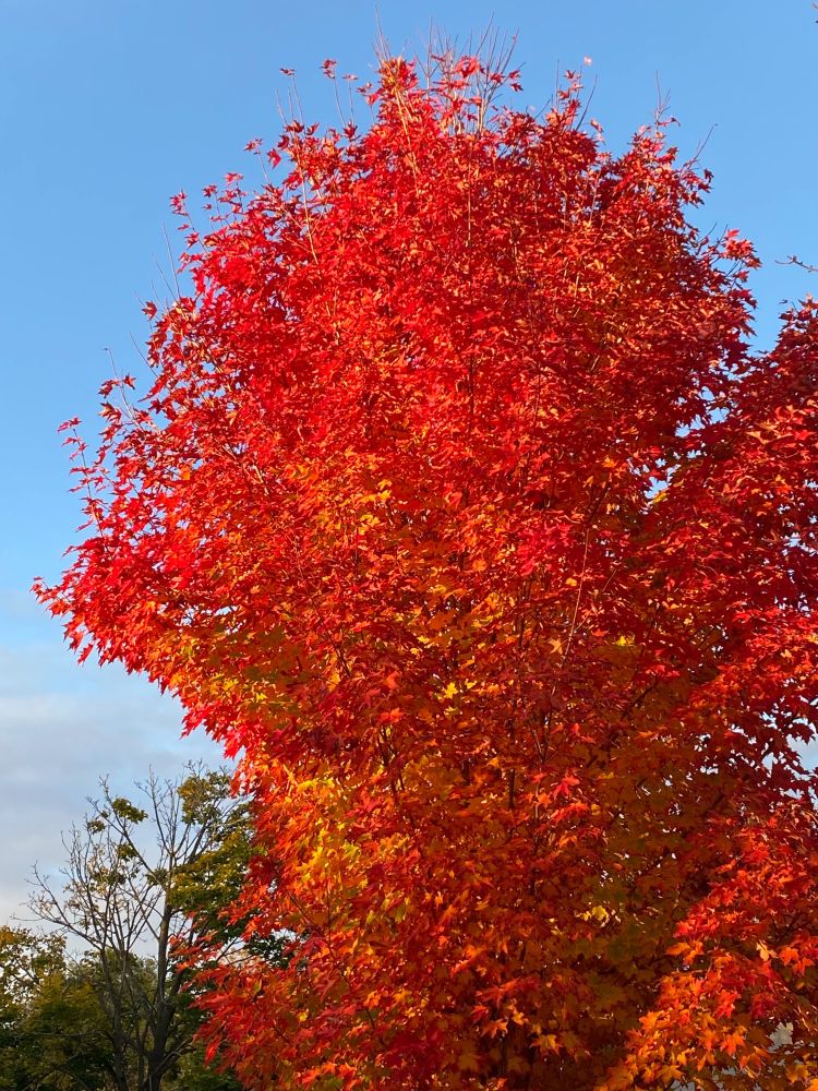 A magnificently red and orange maple tree explodes with colour against a blue sky.