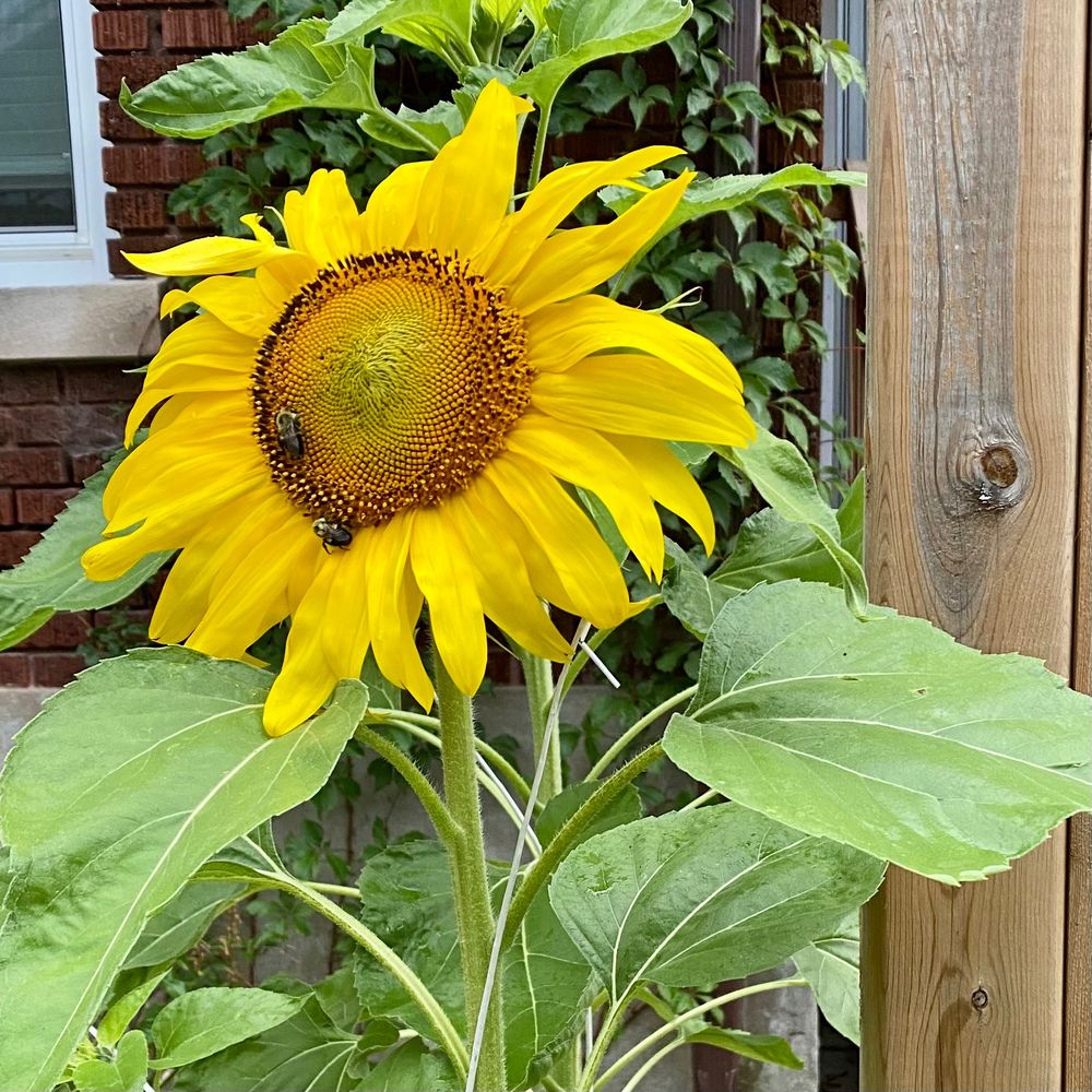 Two bumblebees on a sunflower.