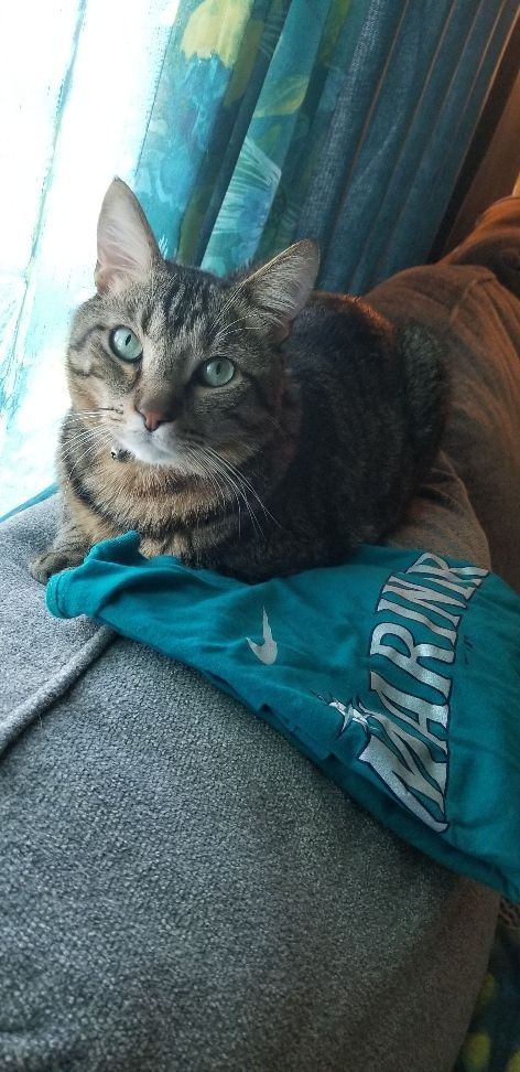 A tabby cat named Kitty laying on top of a Seattle Mariners shirt, which is also on top of a couch.