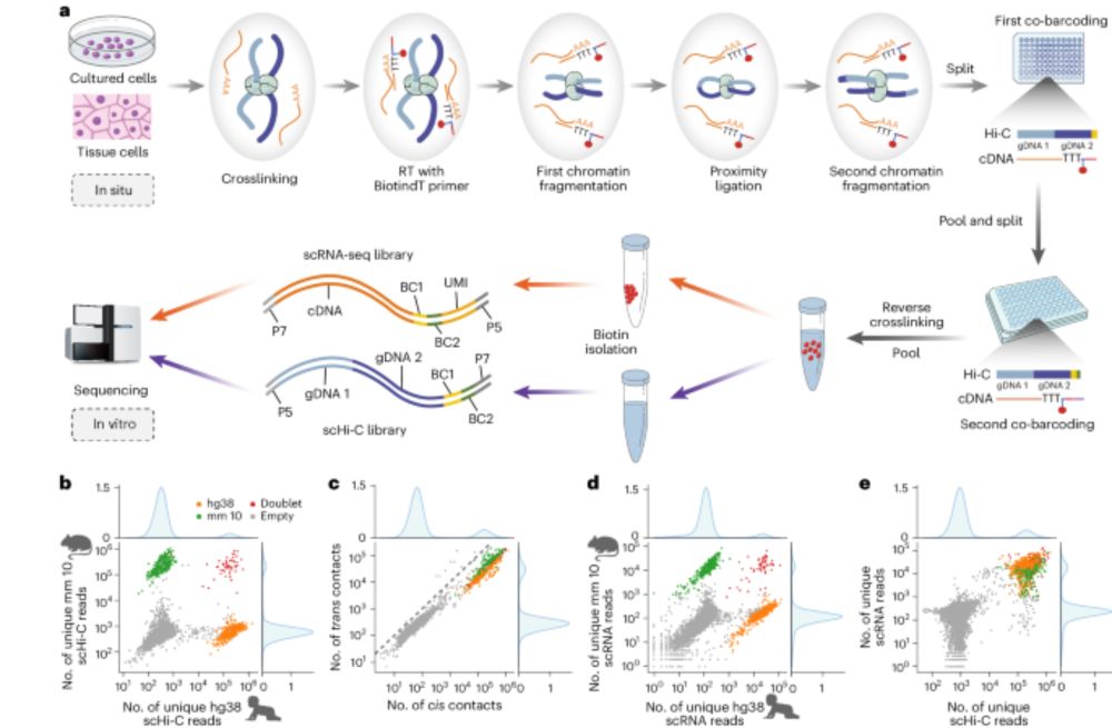 GAGE-seq concurrently profiles multiscale 3D genome organization and gene expression in single cells - Nature Genetics