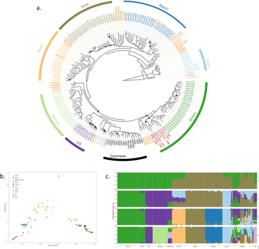 The origins of the Guinness stout yeast - Communications Biology