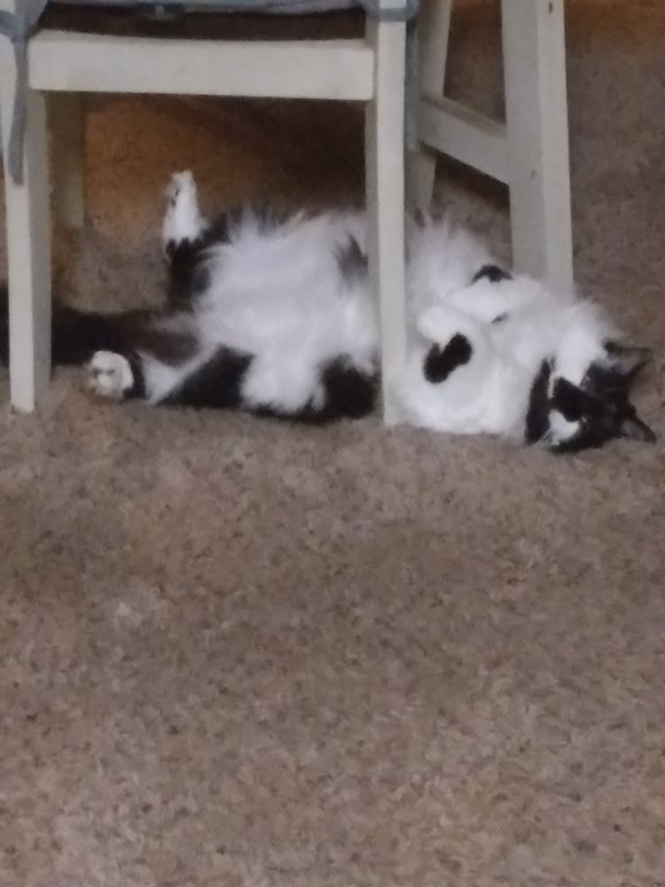 An adorable floofy white and black kitty giving the ol' razzle dazzle. She was magical. RIP Betty (2/1/2024 cancer sucks)