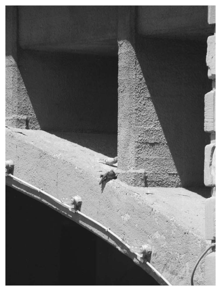 Pigeons under a bridge, Grand Rapids, MI