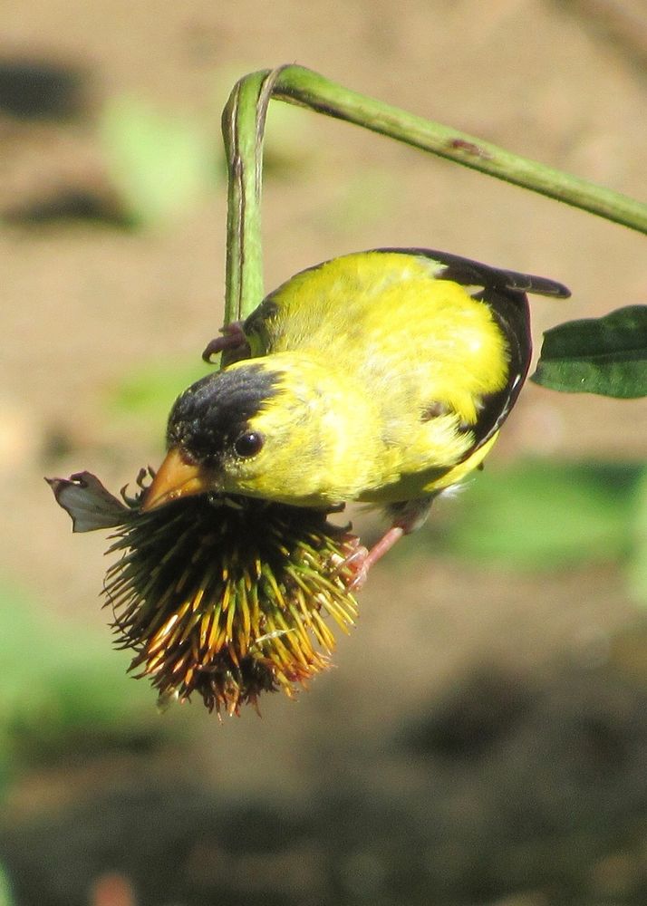Goldfinch perched on the jagged seed head of a coneflower.