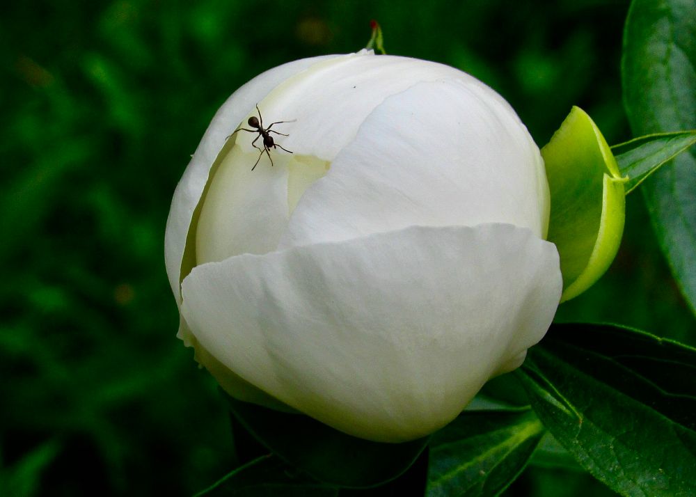 Ant walking on a white peony bud