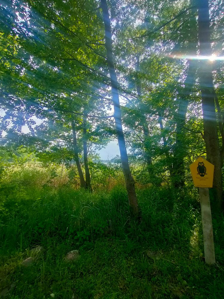 Grüne Bäume, Lichtstrahlen und ein See im Hintergrund 