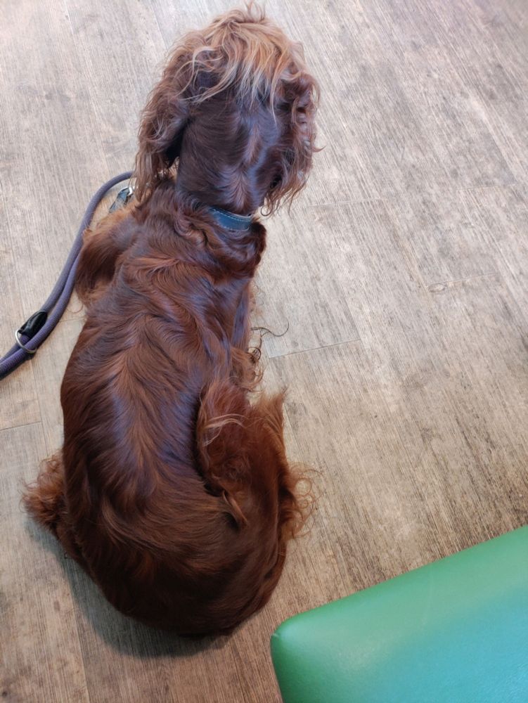 Irish Setter liegt entspannt auf dem Boden