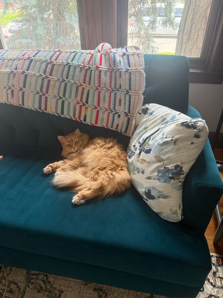 A fluffy orange cat relaxing on a turquoise blue velvet sofa