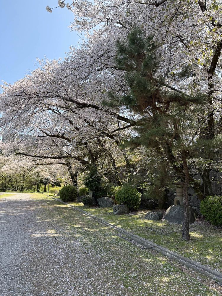 Cherry blossoms at Nagoya Castle, Japan.