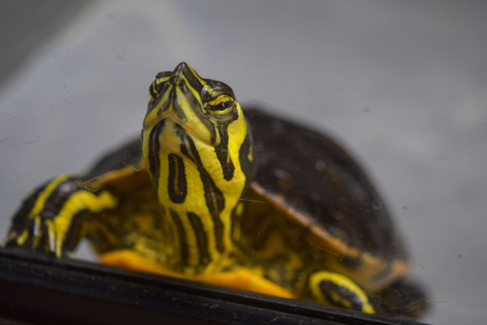A stock photo of a Yellow-Bellied Slider (turtle) behind glass, with mostly only its face in focus, as it's holding up its head and giving a good glare at the camera.