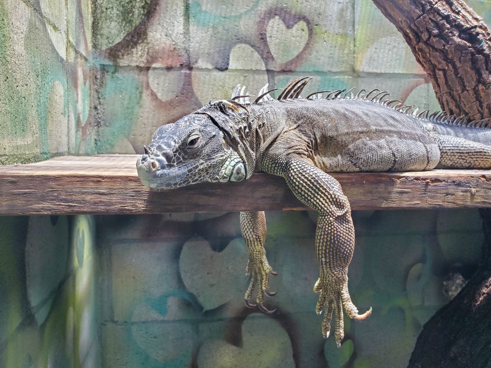 A photo of an iguana resting on a wooden shelf in an enclosure, where it's body is splooshed flat and both its arms are hanging limp off the edges of the wood. Its eyes are half closed and it looks either very sleepy or very done with the world.