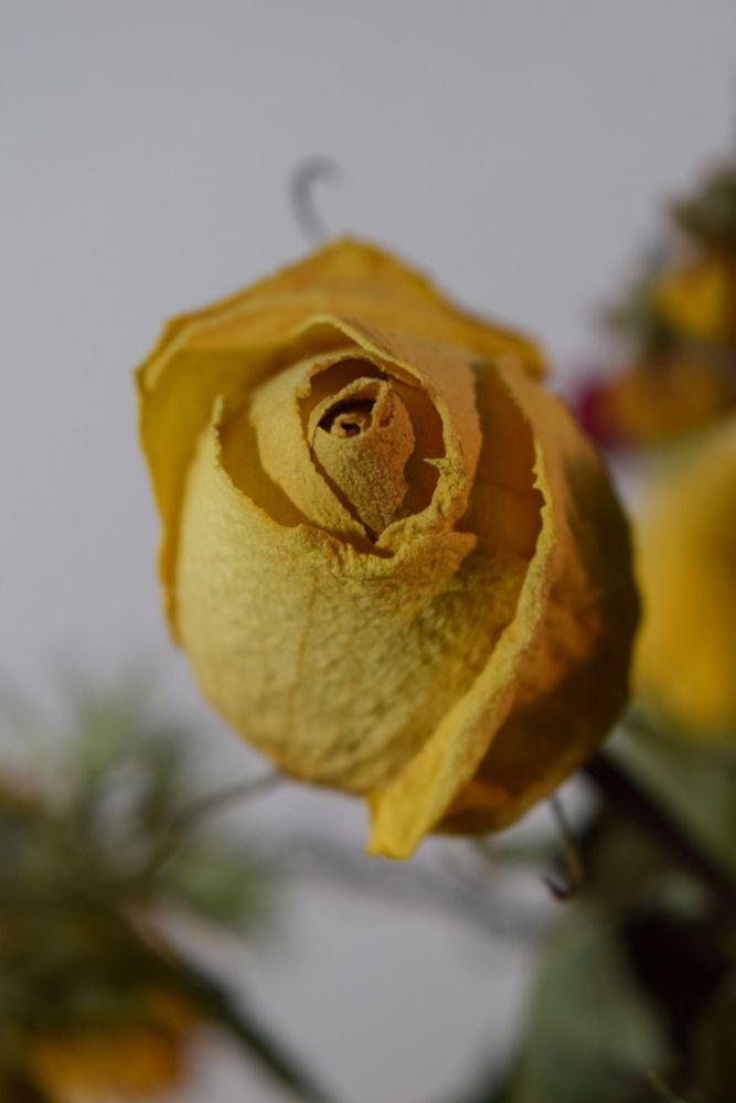 A close up stock photo of a yellow rose that's slightly closed up and faded and dried due to age.