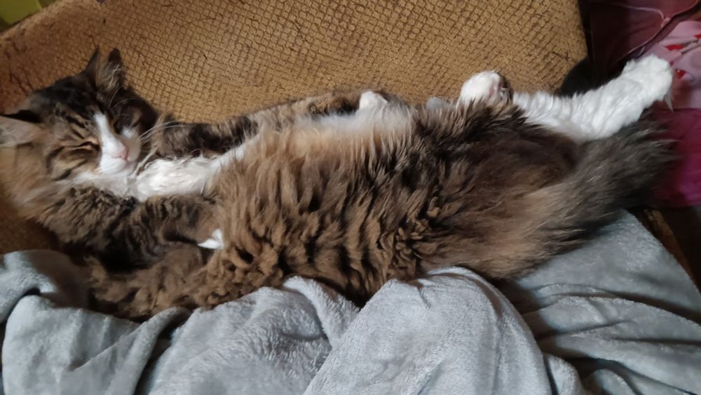 Brown and white cat laying in a very awkward position