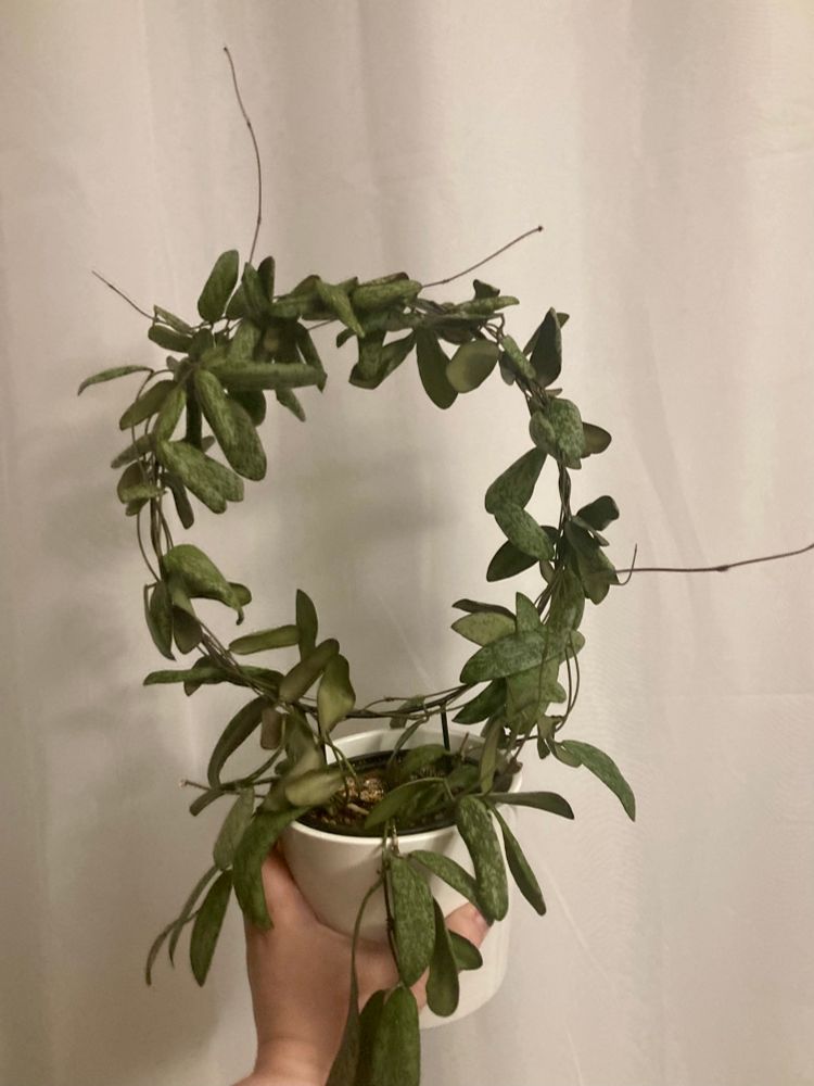 A Hoya sigillatis (a vining plant with green leaves splashed with silver) wrapped on a round trellis. Several grabby tendrils stick out at odd angles. 