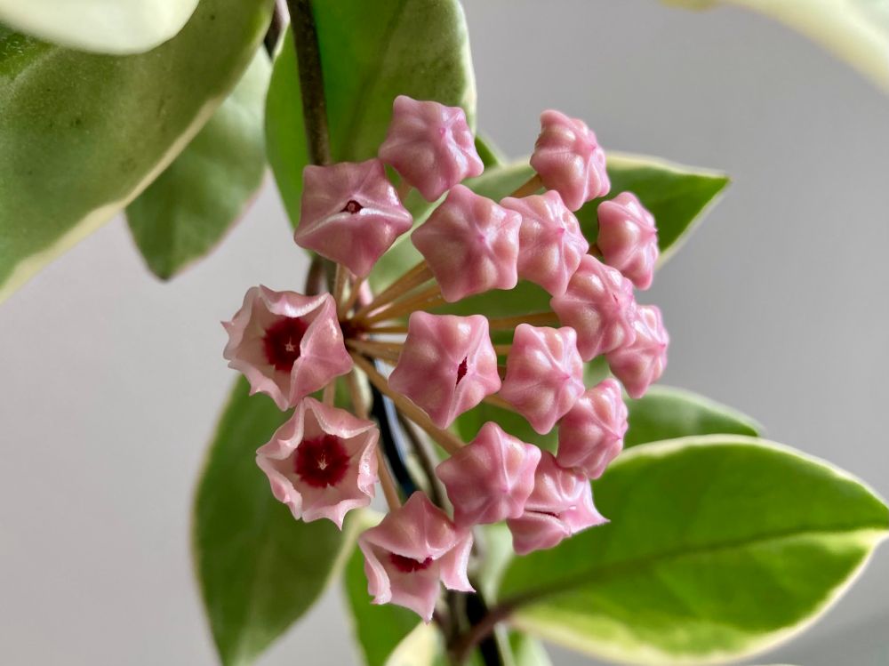 Close up of the umbel of a hoya krimson queen. The closed flowers look like 3D pink Mario stars. They are opening to reveal the inside of the flower, which is pink and maroon. They are thick and waxy-looking. 