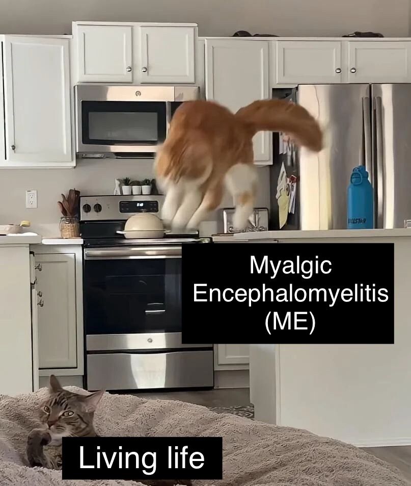 Gray cat with black stripes lying on a soft beanbag licking its paws. Underneath the cat is the text “Living life.” Above and to the right there’s a blurry orange and white cat leaping off the kitchen counter to pounce on the gray cat. Underneath is the text “Myalgic Encephalomyelitis (ME).”