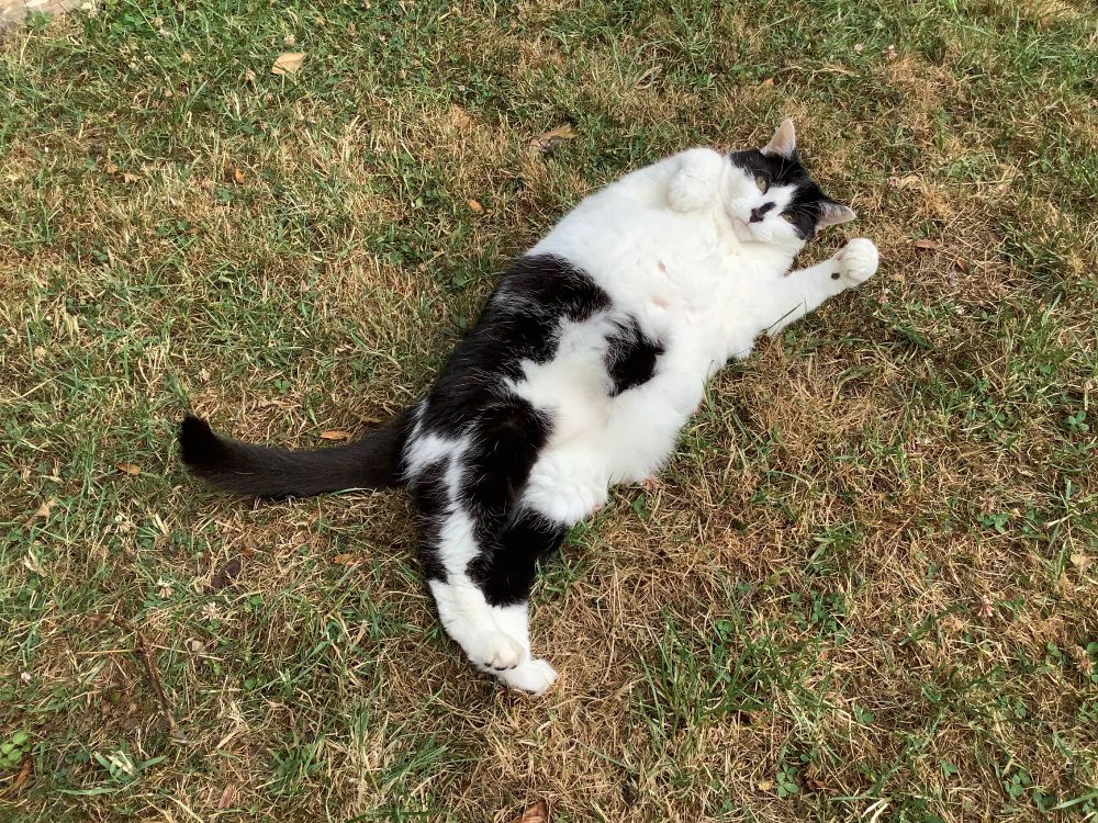 Black and white cat rolling around on the ground.