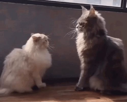 two cats are playing with each other and one is scratching the other 's head