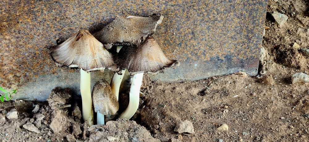 Mushrooms 
