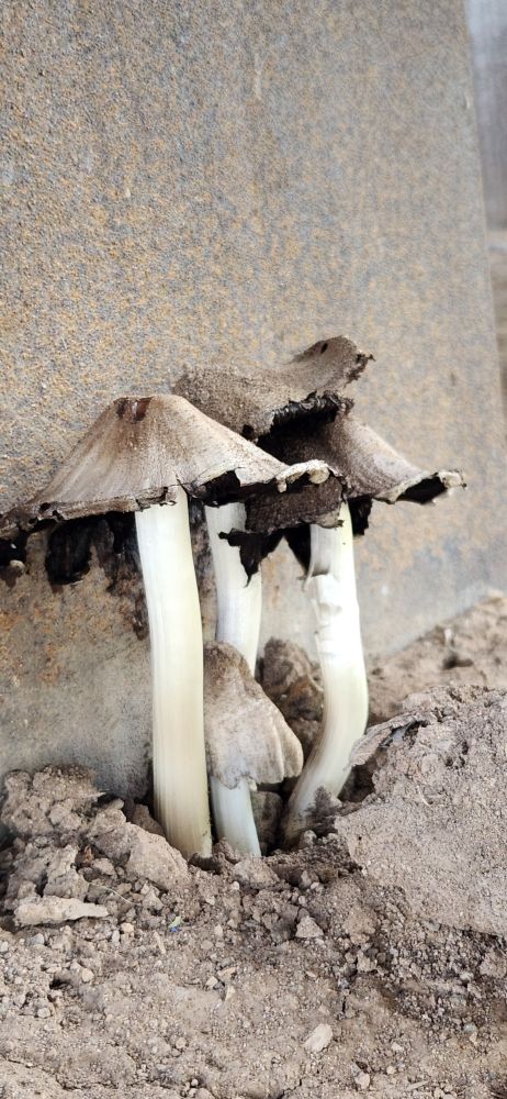 Mushrooms 