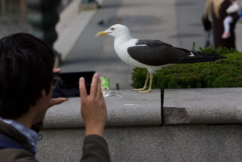 Adult Baltic Gull, Stockholm, July 2025